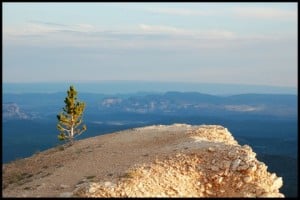 Bryce Canyon Bristlecone Pine