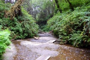 Fern Canyon Prairie Creek Redwoods SP