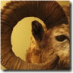 Horn and antlers