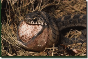 Lizards and snakes