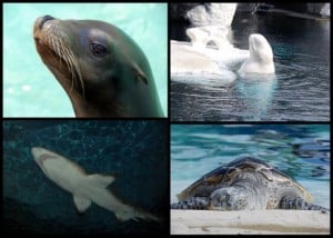 Sea World Animals