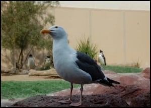 Sea gull and penguin