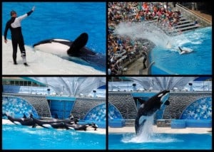 Shamu