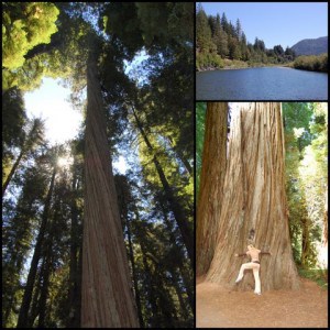 Stout Grove