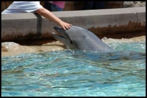 dolphin