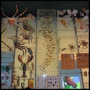 Biodiversity