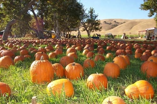 Pumpkin_20View