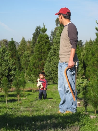 Cut your own tree