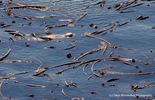 Harbor seal hiding in a kelp bed while the orca pod passes