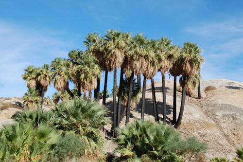 Palm Oasis