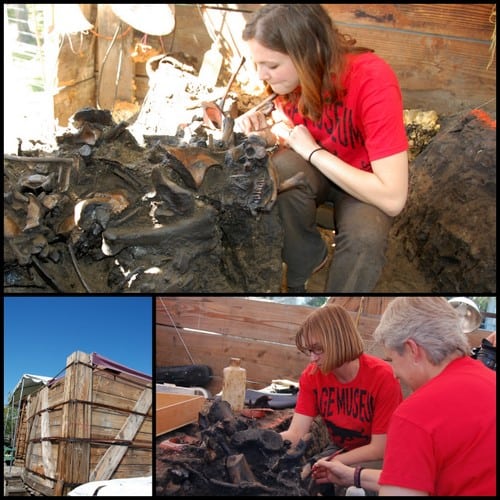 Project 23 La Brea Tarpits