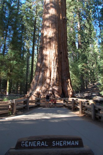 General Sherman Tree