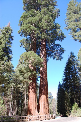 Grant Grove