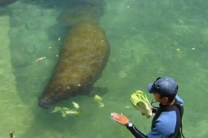 Dolphin Discovery manatee