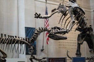 American Natural History Museum