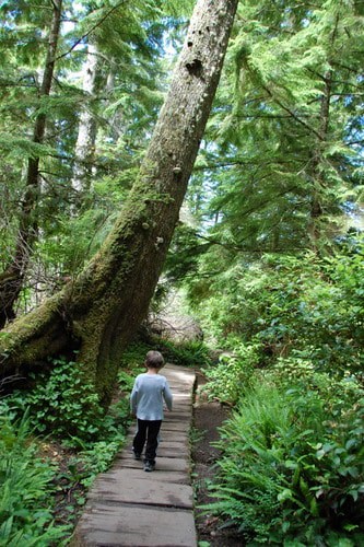 Cape Flattery Trail