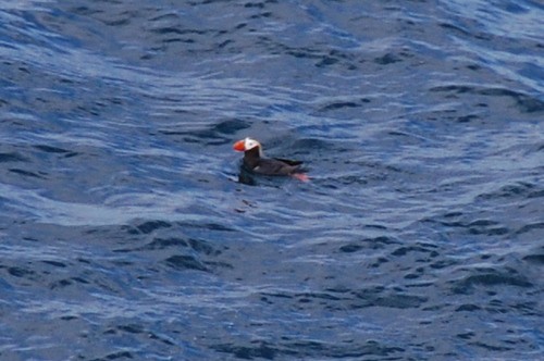 Cape Flattery Puffin
