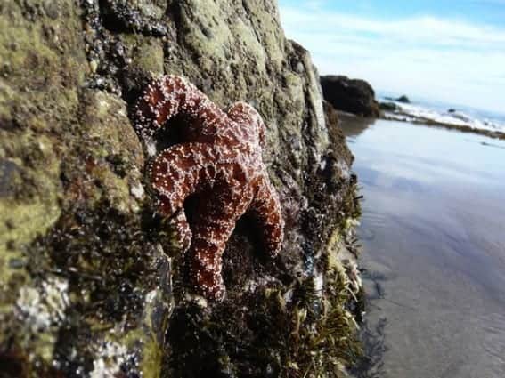 Leo Carillo Starfish