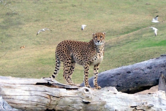 Cheetah Safari Park