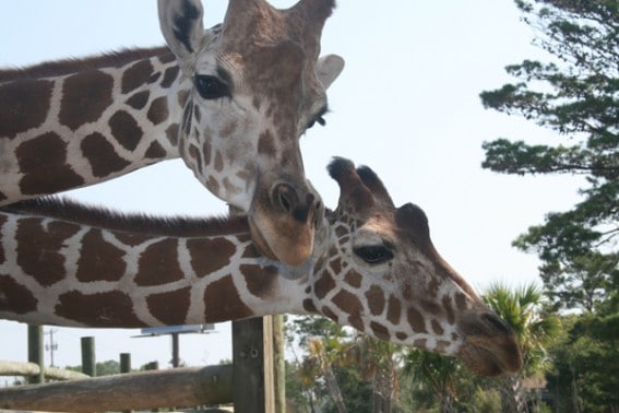 gulfbreezezoo