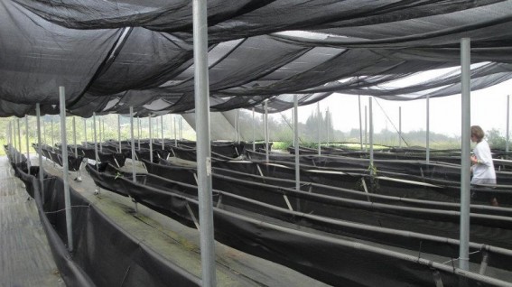 vanillafarm (800x450)
