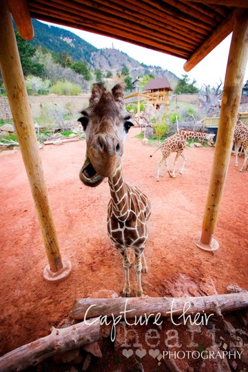 denver zoo