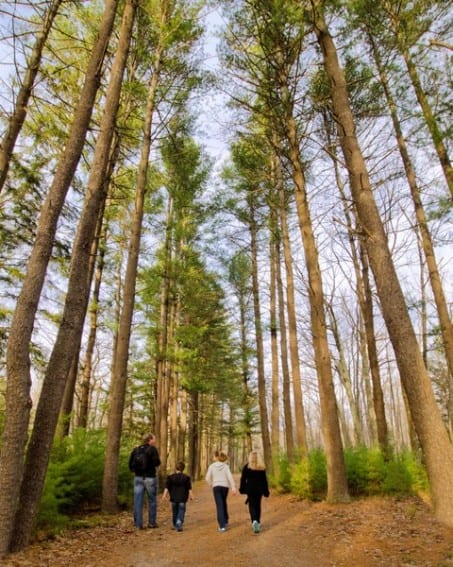 (FAMILY) Skytop Trout Stream Trail _
